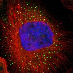eIF4ENIF1 Antibody, Novus Biologicals 0.1mL; Unlabeled:Antibodies, Polyclonal